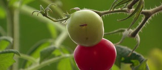 Fisch und Gemüse direkt aus Berlin · Big Cities