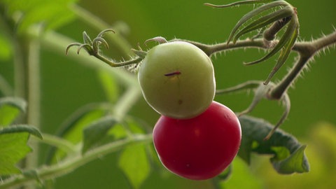 Fisch und Gemüse direkt aus Berlin · Big Cities