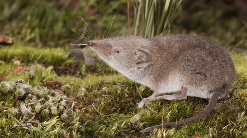 Spitzmaus auf Waldboden, reckt ihre Schnauze nach oben.
