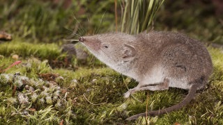 Spitzmaus auf Waldboden, reckt ihre Schnauze nach oben.