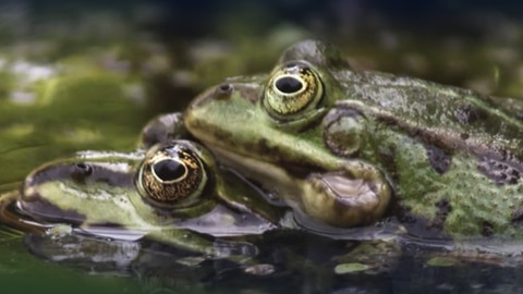 Was sind Amphibien? · Frage trifft Antwort