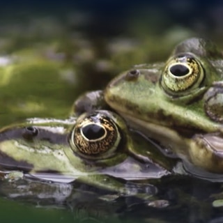 Was sind Amphibien? · Frage trifft Antwort