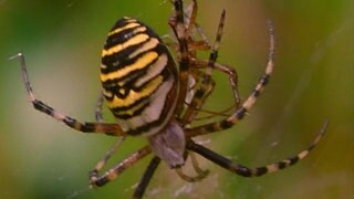 Die Wespenspinne · Tiere und Pflanzen