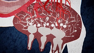 Die Milch · Die Superkühe