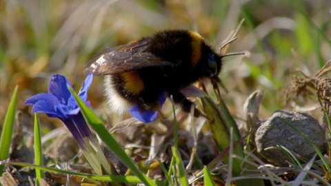 Lebensraum Schwäbische Alb · Tiere und Pflanzen