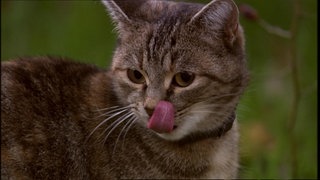 Welche Tiere sind echte Feinschmecker? · Frage trifft Antwort