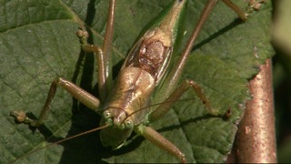 Wie hören Insekten? · Frage trifft Antwort