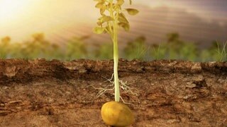 Wie ernähren sich Pflanzen? · Frage trifft Antwort