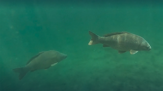 Der Karpfen ist kein Barsch · Das kleine 1x1 der Artenkunde