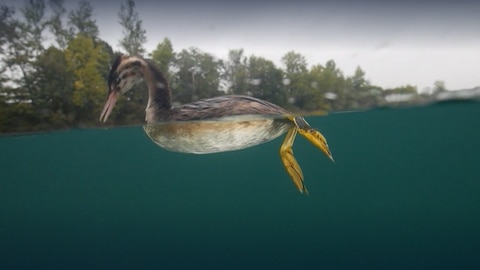 Biologie - Vögel: Was ist ein Haubentaucher? · Frage trifft Antwort