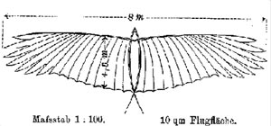 Zeichnung von Lilienthal