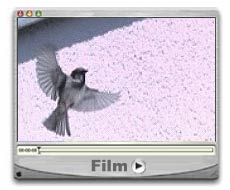 Filmfenster Vogelflug