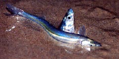Der Grunion 