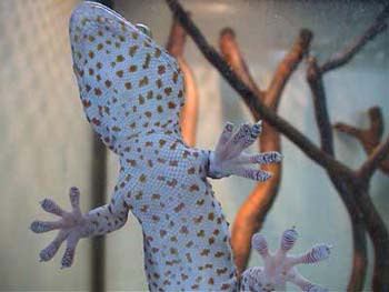 Gecko an der Scheibe